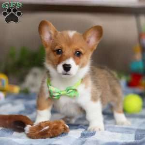 Duke, Pembroke Welsh Corgi Puppy